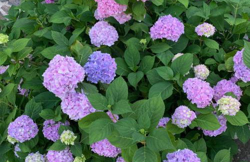 Ferme restaurée avec jardin clos et terrasse, proche Puy en Velay - FR-1-582-271 - Foto 33