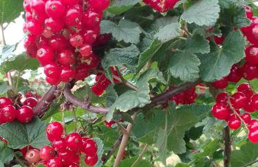 Studio apartman Šafarić - Foto 46