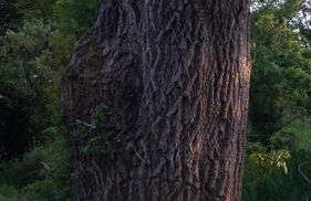 Off-grid Cork Cabin With It's Own Island - Foto 18