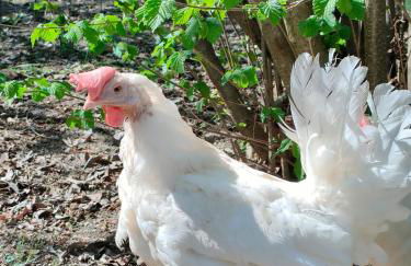 B&B Naturin - Eco Farm - Foto 50