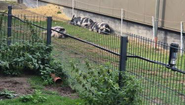 Seeotter - Foto 5, Garden view