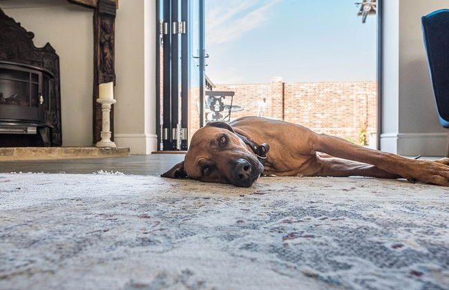 Chapel Cottage, Pond Hall Farm, Hadleigh - Foto 35