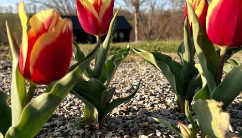 #4 Kentucky Bourbon Trail Bourbon Barrel Cottages - Foto 2