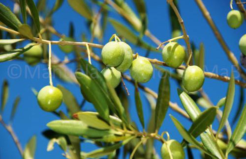 Olive House - Foto 6