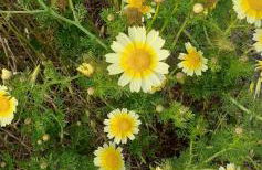 Magnifique vue sur la mer ... - Foto 70