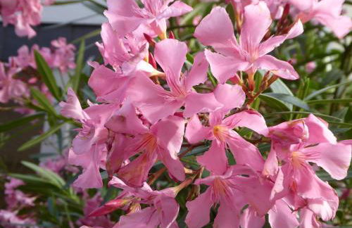 Ferienwohnungen In de goldisch Luft - Foto 52