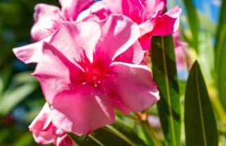 Provence villa with large pool and amazing view - Foto 55