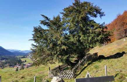 Gästehaus Bergfrieden - Foto 19