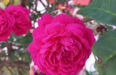 Chácara Sossego - Foto 22