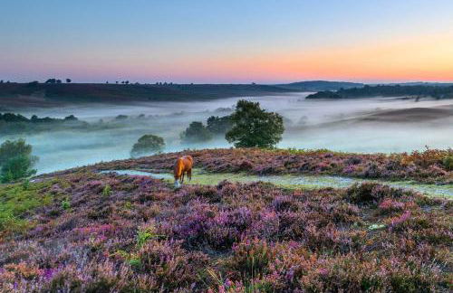 The Enchanting Silver Birch Retreat, New Forest - Foto 36