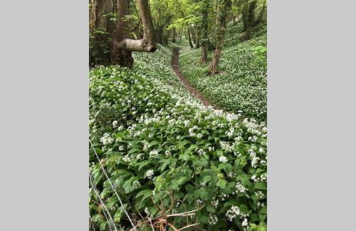 Spaniel Cottage with views of Ham hill, Stoke sub Hamdon - Photo 47