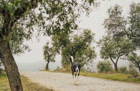 Acushla Original House Douro - Foto 16