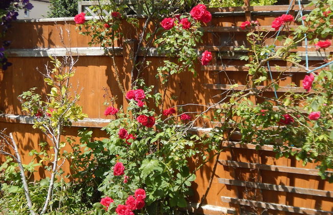 Cherry Palace 3 BD Parking Spaces groups - Foto 51