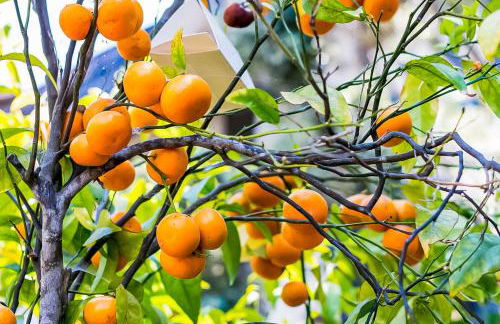 Santa Barbara Beach Cottage - Photo 10