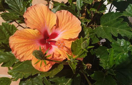 Appartement Super Terrasse Vue Panoramique Mer - Foto 51