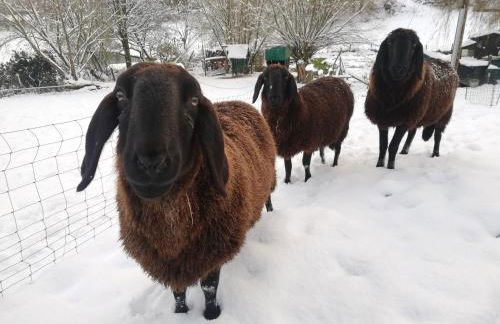 Ferienwohnung Rothaargebirge - Foto 29