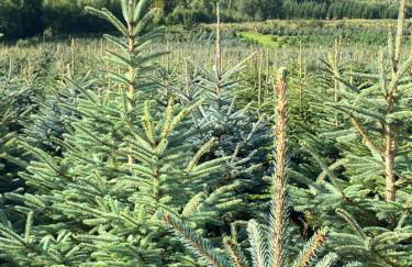 Vakantiehuis Ramsbeck - Foto 59