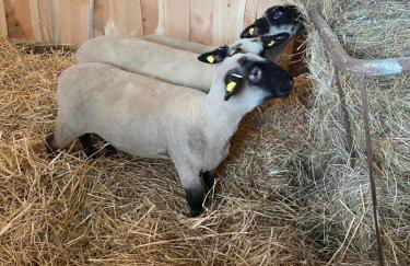 Ferienwohnung auf dem Bauernhof - Foto 6