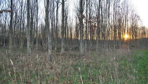 Casa Loisiana - Foto 3