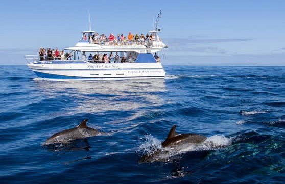 Avistamiento de delfines y ballenas en barco con fondo de cristal - Foto 1