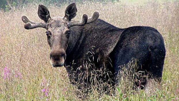 Conociendo a los alces de Bodø
