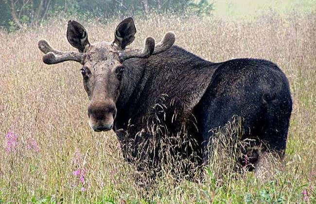 Avistamiento de alces en Bodø - Foto 5