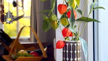 Gronocottage - Foto 3