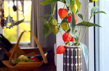 Gronocottage - Foto 3