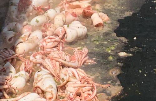 Villa for 10 with swimming pool and sea view - Foto 72