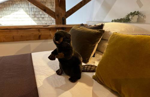 Castor Coquin Aubagne Cassis Aix en Provence - Foto 16