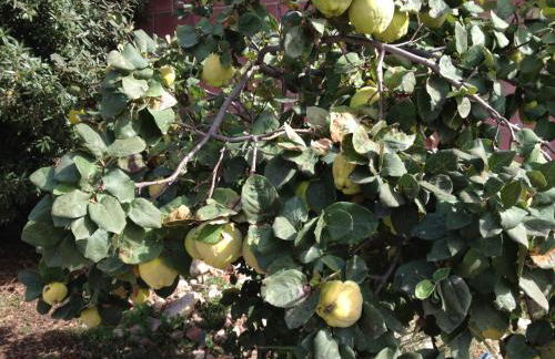 Villa Bulcrini - Photo 44