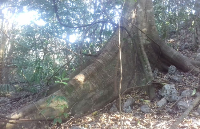Hotel y Temazcal en Solferino - Foto 54