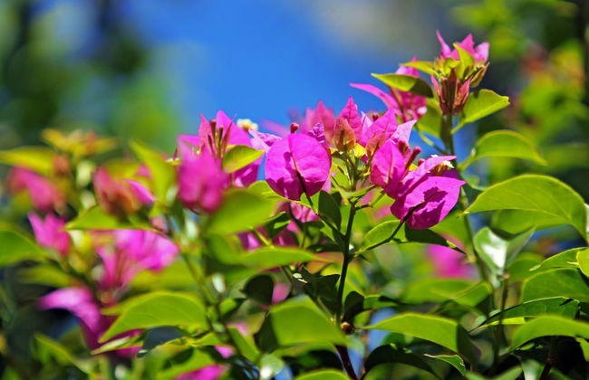 The Mahogany Villa - Foto 59