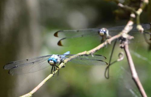 3 Acre Lake Paradise Swimming Pool & Jacuzzi HotTub! - Foto 19