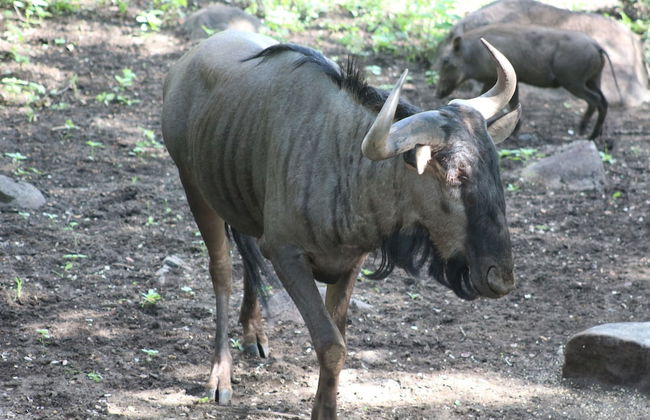 Kruger Kumba - Lahlekile Nathi - Photo 43