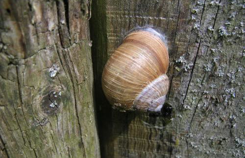 Natur-Aktiv-Hof Thiem - Foto 30