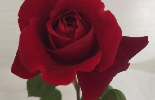 Studio Apartmani BISER 1, 2, 3 Deluxe - Foto 13