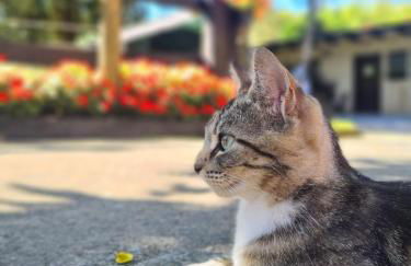 Agroturismo Anziola - Foto 54