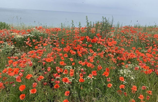 Cathedral Whispers Modern Retreat - Foto 16