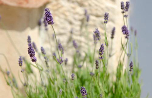 Villa Lauriana - Foto 21