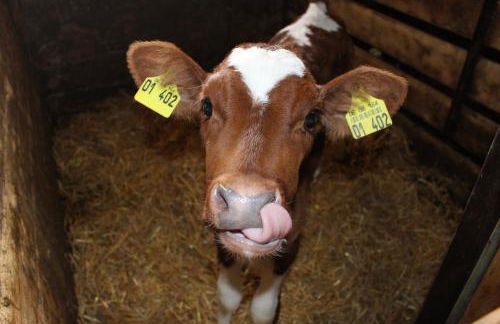 Lehmannshof Ferienwohnungen - Foto 12