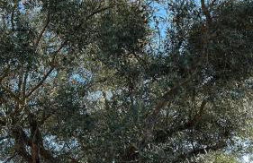 Cortijo Burruelo - Photo 16