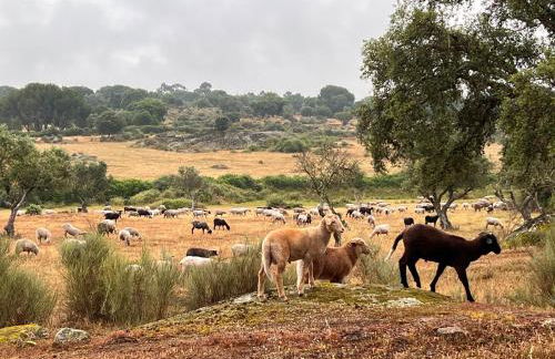 Monte da Aferrada - Casas do Monte - Foto 33