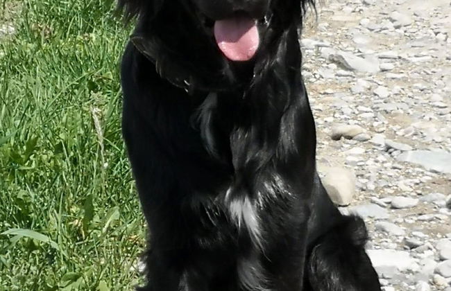 Chalet Flöschhorn - Foto 14