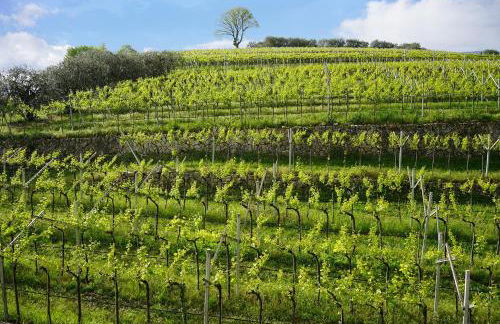 Domus Cariana - Foto 16