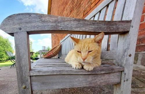 Geraeumiges Ferienhaus mit Sauna - Foto 88