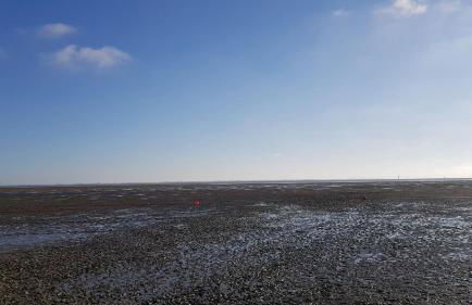 Wremer Seemöwe - Foto 19