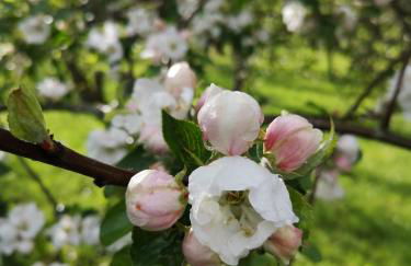 Ferienwohnung Maar-Idyll - Foto 21