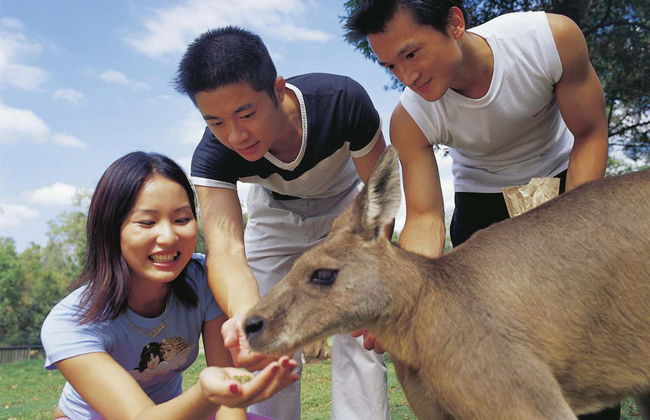 Passeio de barco + Santuário de coalas - Foto 6