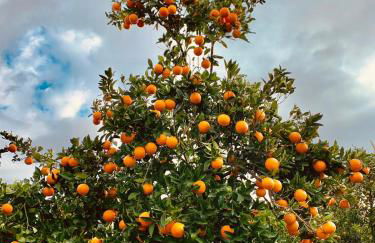 B&B Villa lucia - Foto 15